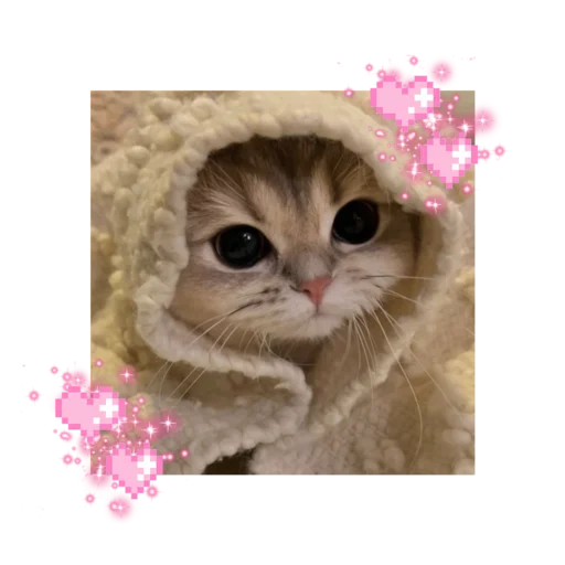 🐱 Стикер «likecats» для Telegram