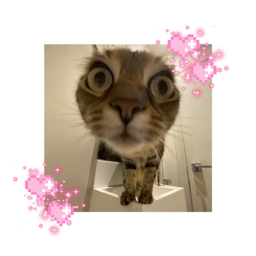 🐱 Стикер «likecats» для Telegram