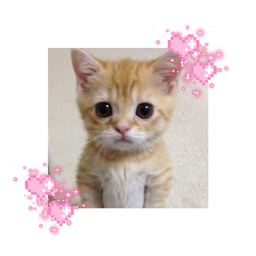 🐱 Стикер «likecats» для Telegram