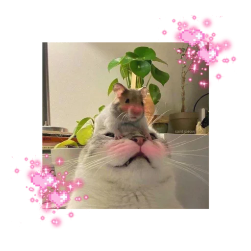 🐱 Стикер «likecats» для Telegram