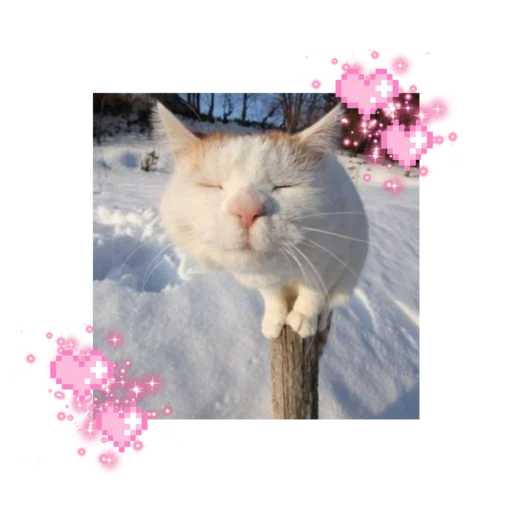 🐱 Стикер «likecats» для Telegram