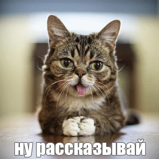 😏 Стикер «Lil_Bub» для Telegram