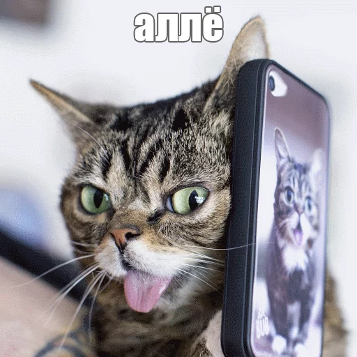 😏 Стикер «Lil_Bub» для Telegram