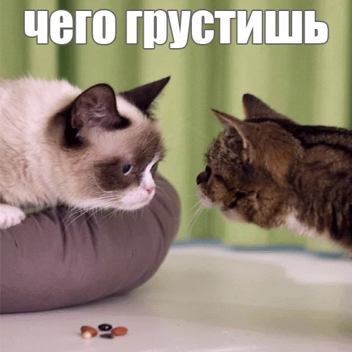 😒 Стикер «Lil_Bub» для Telegram