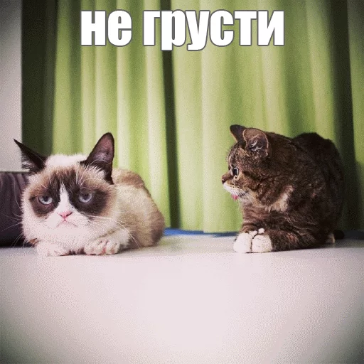 😏 Стикер «Lil_Bub» для Telegram