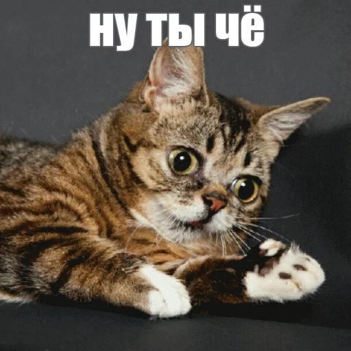 🙄 Стикер «Lil_Bub» для Telegram