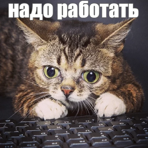 😐 Стикер «Lil_Bub» для Telegram