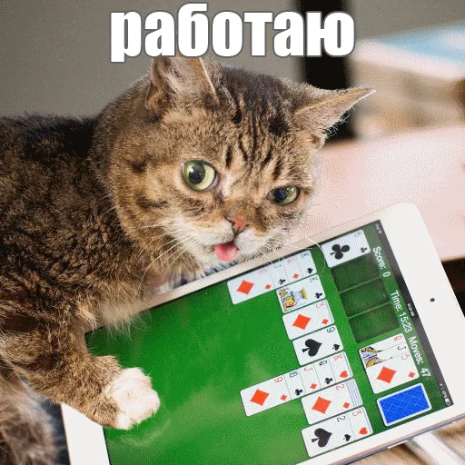 🎮 Стикер «Lil_Bub» для Telegram