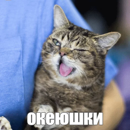 😝 Стикер «Lil_Bub» для Telegram
