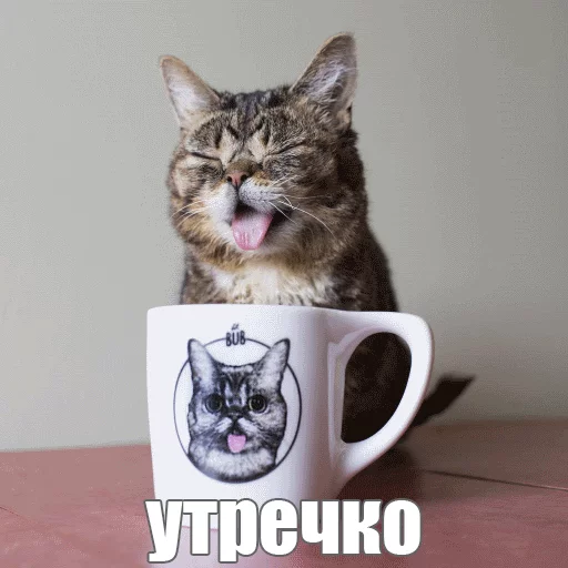 ☕️ Стикер «Lil_Bub» для Telegram
