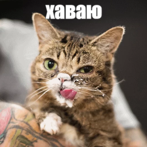 😋 Стикер «Lil_Bub» для Telegram