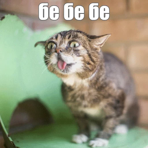 😝 Стикер «Lil_Bub» для Telegram