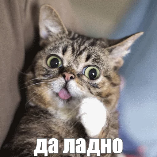 😮 Стикер «Lil_Bub» для Telegram