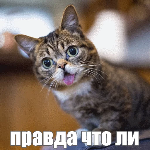 😐 Стикер «Lil_Bub» для Telegram