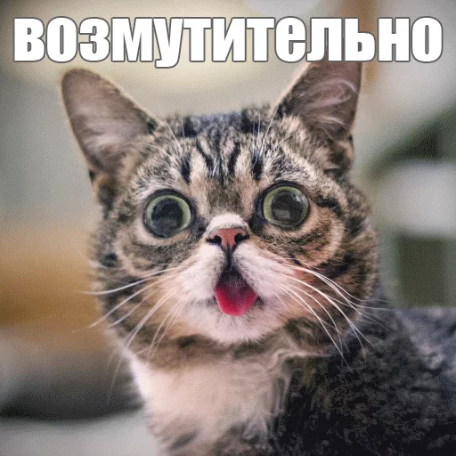 ☹️ Стикер «Lil_Bub» для Telegram