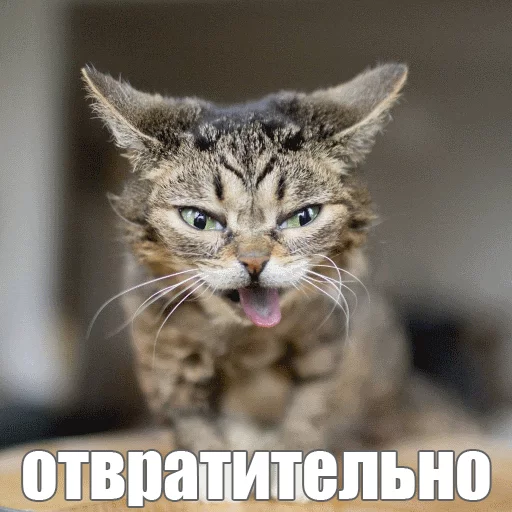 😩 Стикер «Lil_Bub» для Telegram