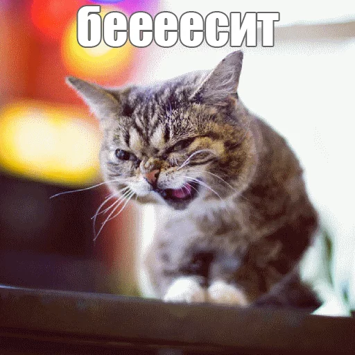 😩 Стикер «Lil_Bub» для Telegram