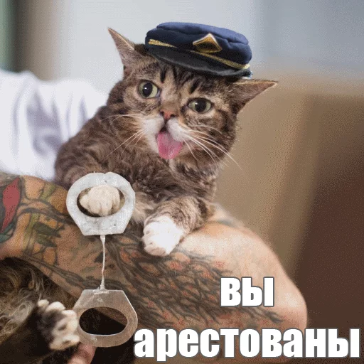 👮‍♀️ Стикер «Lil_Bub» для Telegram