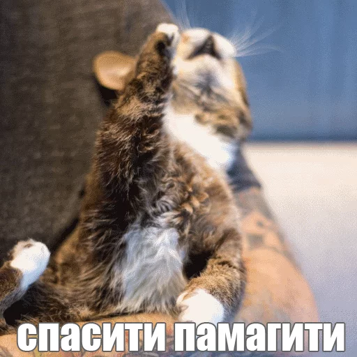 😫 Стикер «Lil_Bub» для Telegram