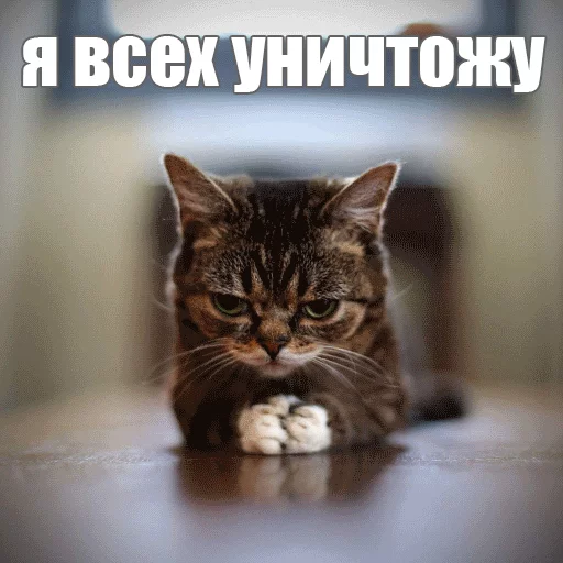 😏 Стикер «Lil_Bub» для Telegram