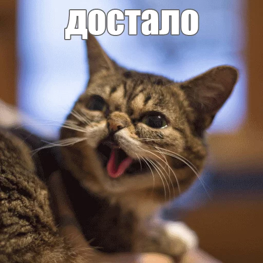 😡 Стикер «Lil_Bub» для Telegram