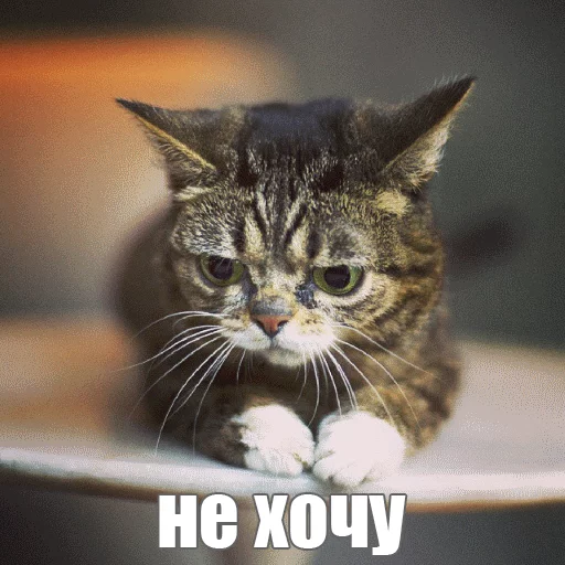 😔 Стикер «Lil_Bub» для Telegram