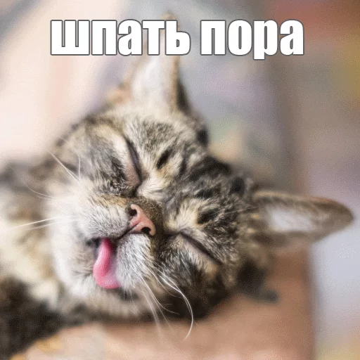 😴 Стикер «Lil_Bub» для Telegram
