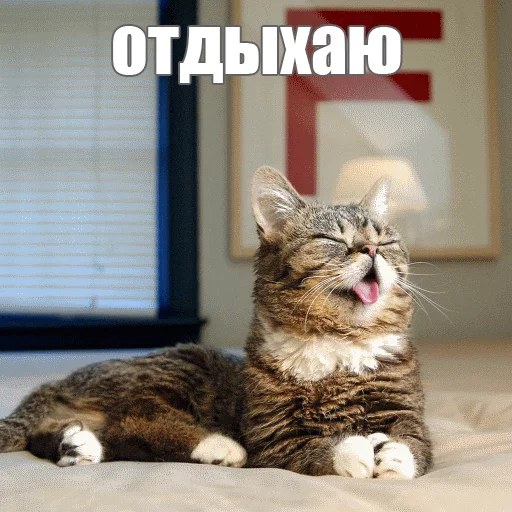 😊 Стикер «Lil_Bub» для Telegram