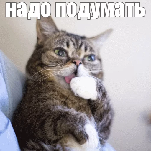 🤔 Стикер «Lil_Bub» для Telegram