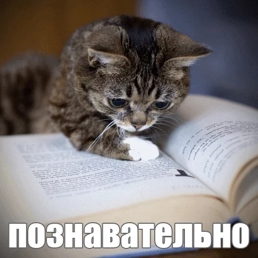 🤔 Стикер «Lil_Bub» для Telegram