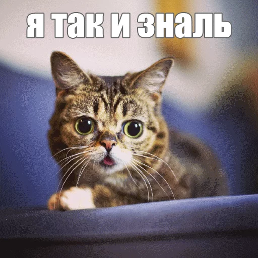 😮 Стикер «Lil_Bub» для Telegram