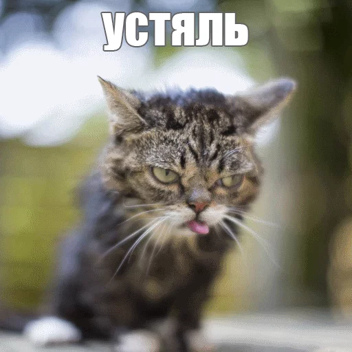 😑 Стикер «Lil_Bub» для Telegram