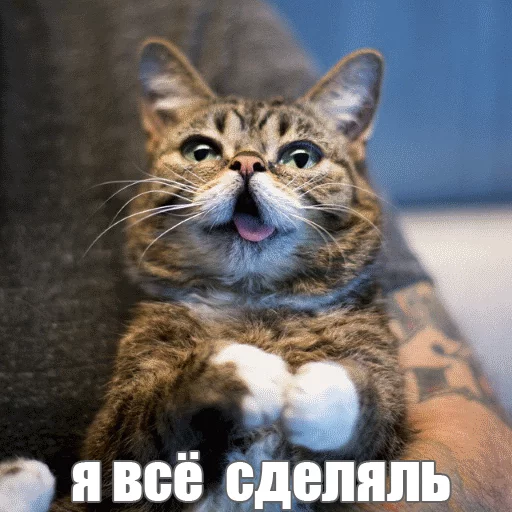 😊 Стикер «Lil_Bub» для Telegram