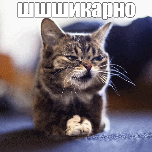 😆 Стикер «Lil_Bub» для Telegram