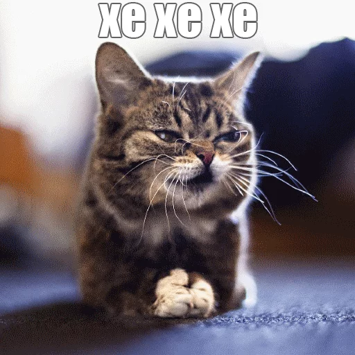 😆 Стикер «Lil_Bub» для Telegram