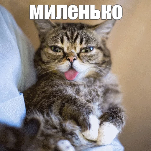 ☺️ Стикер «Lil_Bub» для Telegram