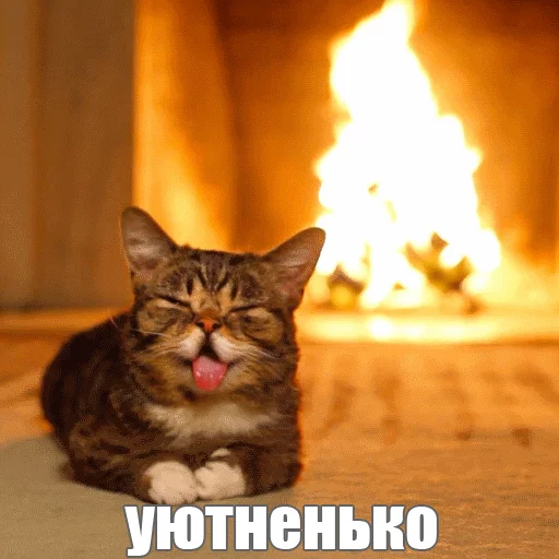 ☺️ Стикер «Lil_Bub» для Telegram