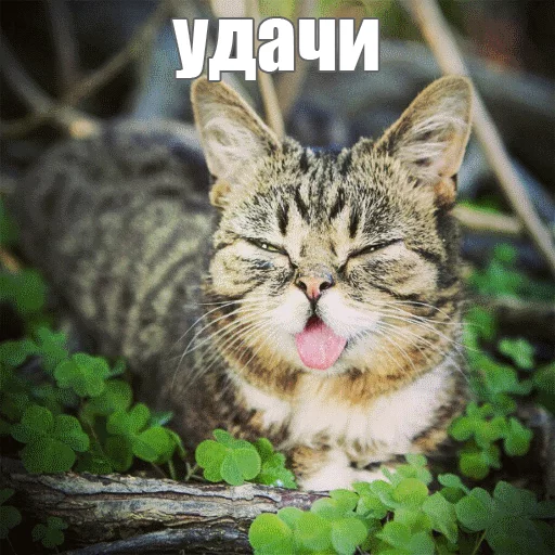 🙂 Стикер «Lil_Bub» для Telegram
