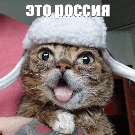 🇷🇺 Стикер «Lil_Bub» для Telegram