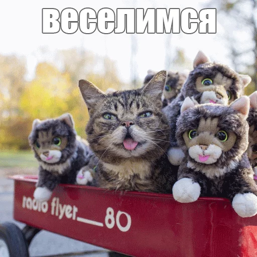 😄 Стикер «Lil_Bub» для Telegram