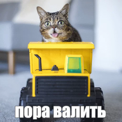 😏 Стикер «Lil_Bub» для Telegram