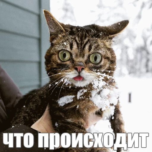 😣 Стикер «Lil_Bub» для Telegram