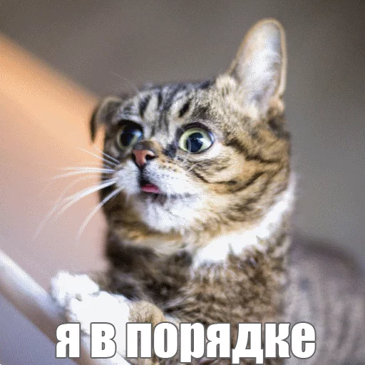 🙄 Стикер «Lil_Bub» для Telegram