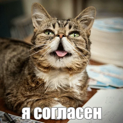 👍 Стикер «Lil_Bub» для Telegram