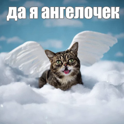😇 Стикер «Lil_Bub» для Telegram