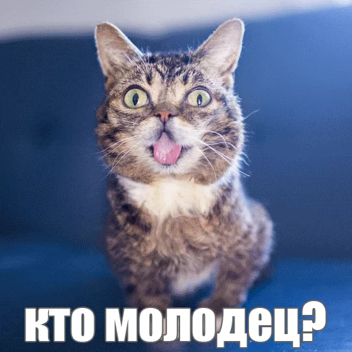 😍 Стикер «Lil_Bub» для Telegram
