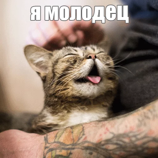 ❤️ Стикер «Lil_Bub» для Telegram
