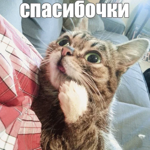 💋 Стикер «Lil_Bub» для Telegram