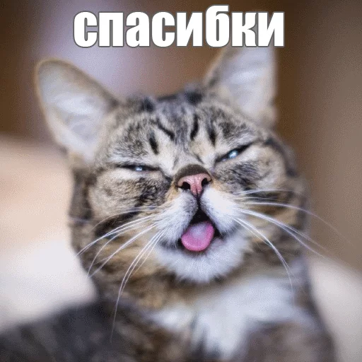 😊 Стикер «Lil_Bub» для Telegram