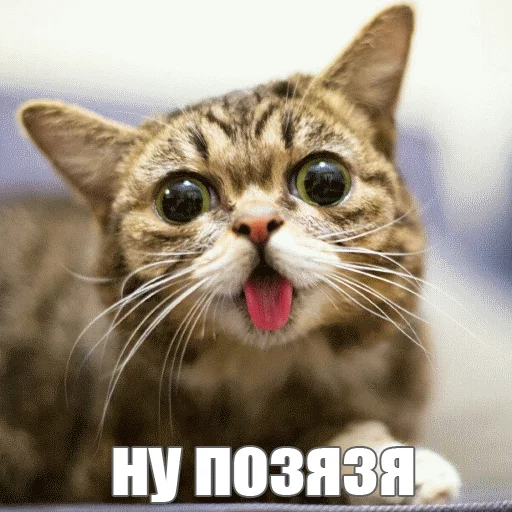 😳 Стикер «Lil_Bub» для Telegram